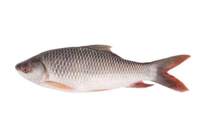 WhatsApp Image 2024-02-29 at 4.46.36 PM (1)