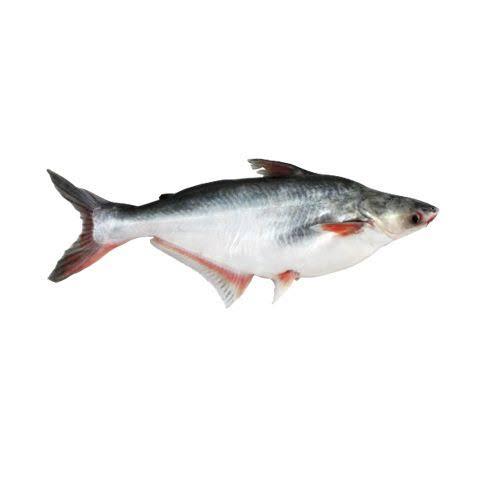 WhatsApp Image 2024-02-29 at 4.46.37 PM (1)